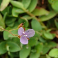 Murdannia spirata var. spirata (L.) G.Brückn.